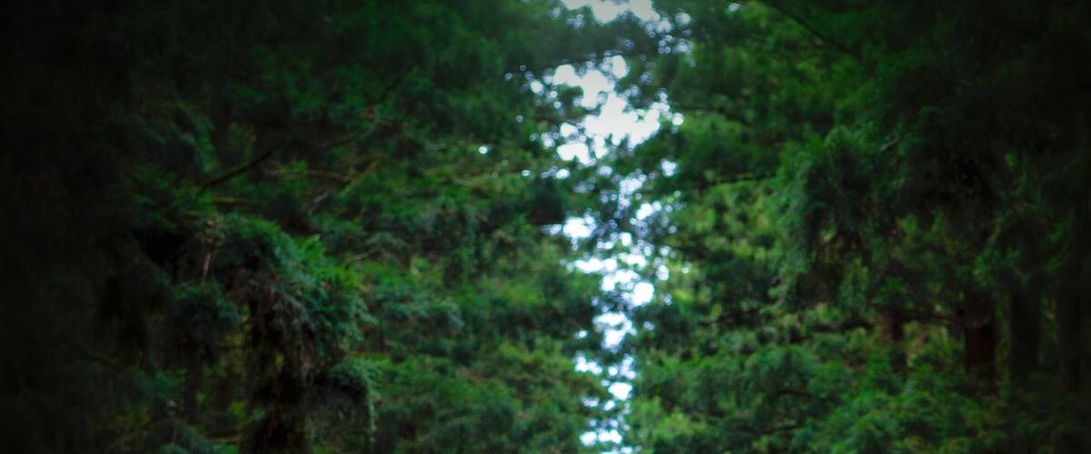 A forest road with dense trees on both sides.