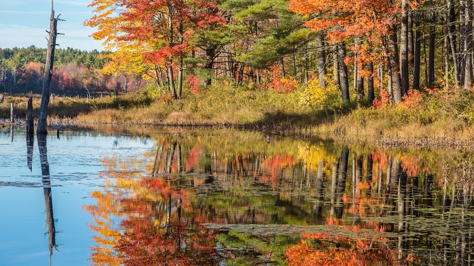 A wetland marsh in the Birch Hill Dam Area in Royalston, Massachusetts
