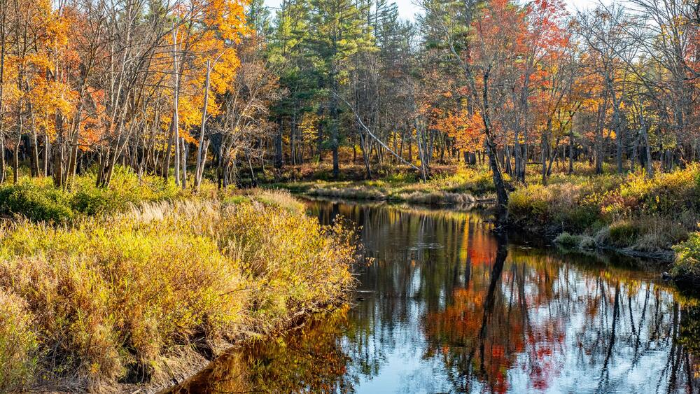 Une rivière qui reflète les arbres aux couleurs automnales et une forêt dense.