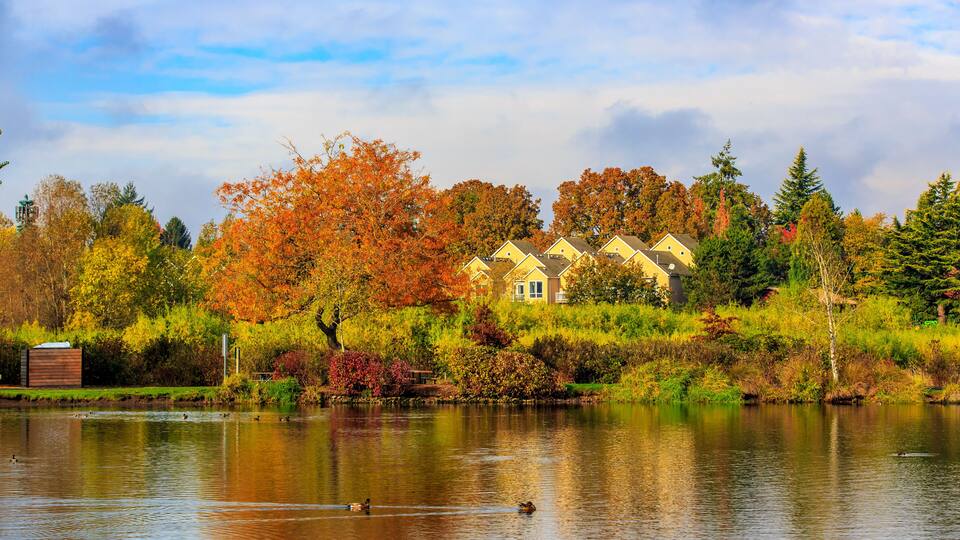 A lake with ducks, autumn-colored trees, and houses in the background.
