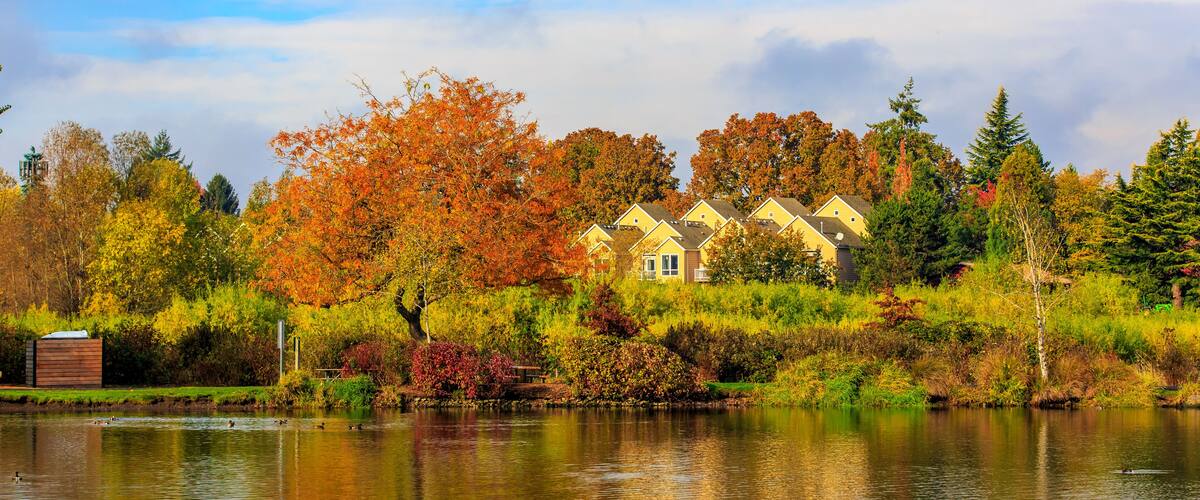 A lake with ducks, autumn-colored trees, and houses in the background.