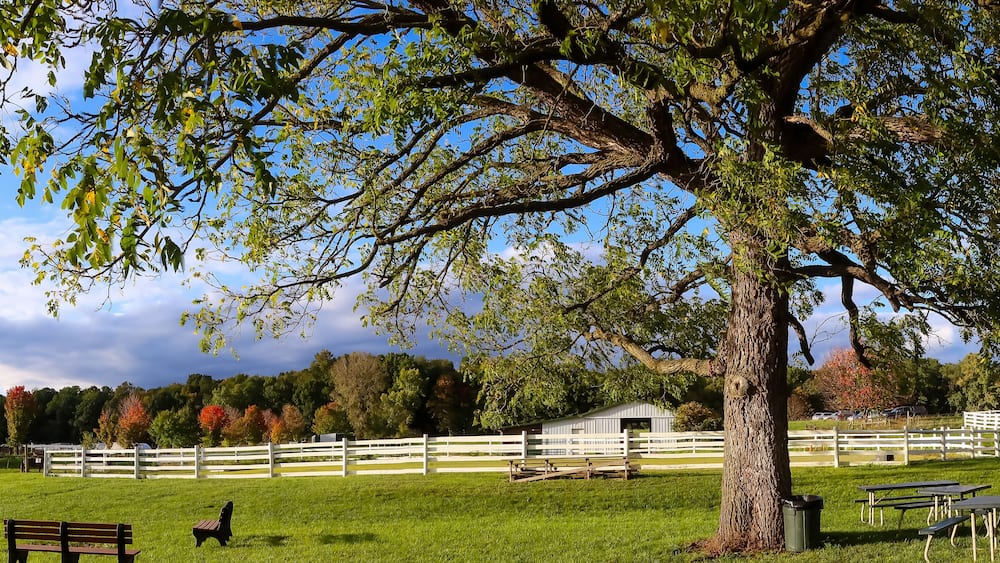 A grassy field with a white fence, picnic tables, a large tree, and a small building.
