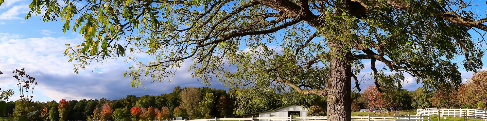 A grassy field with a white fence, picnic tables, a large tree, and a small building.