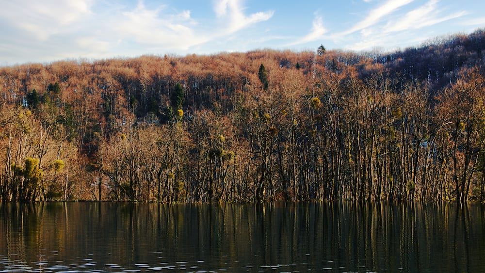 A calm lake with reflections of trees and a clear sky.