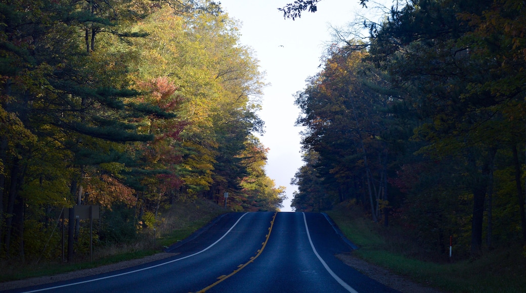 Fall colors while driving through the Huron-Manistee national forest