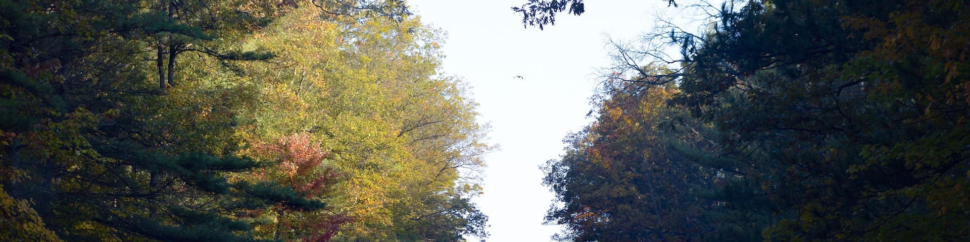 Fall colors while driving through the Huron-Manistee national forest