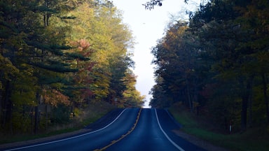 A road flanked by trees with autumn foliage.