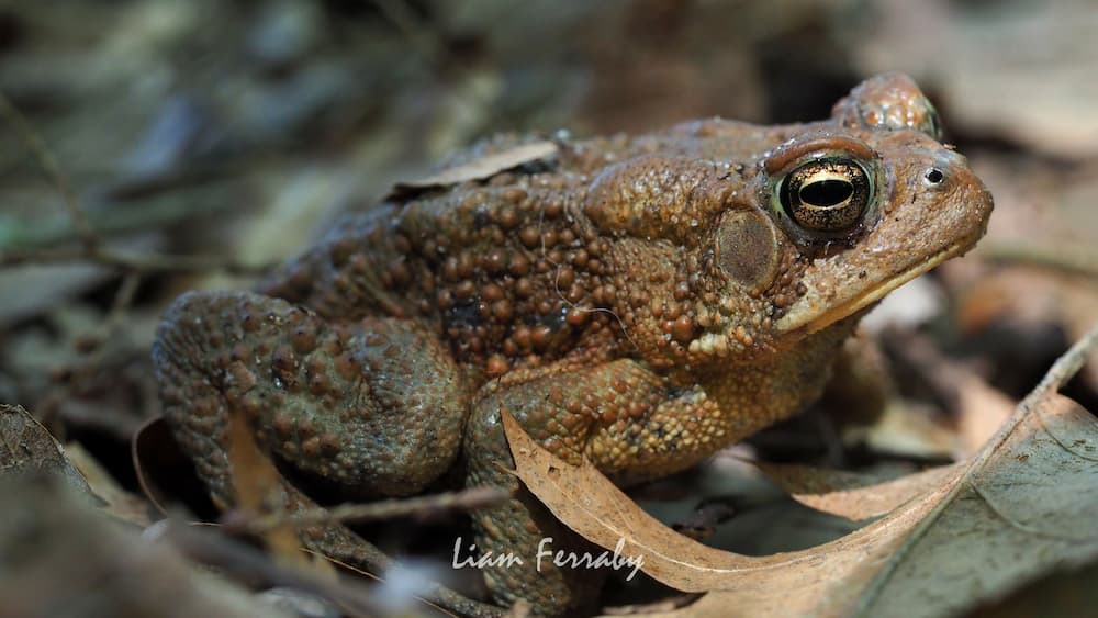 A close-up of a toad with textured skin and prominent eyes, surrounded by dry leaves and twigs.