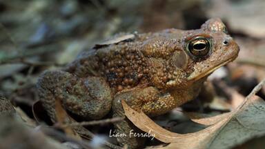American Toad found in the leaf litter on the forest floor along the Manistee River. Just one of the many animals one can find in this national forest.