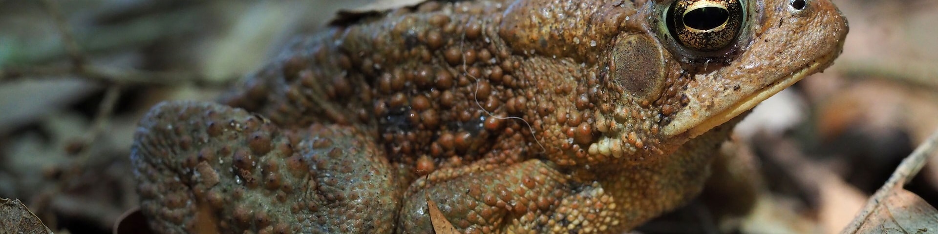 American Toad found in the leaf litter on the forest floor along the Manistee River. Just one of the many animals one can find in this national forest.