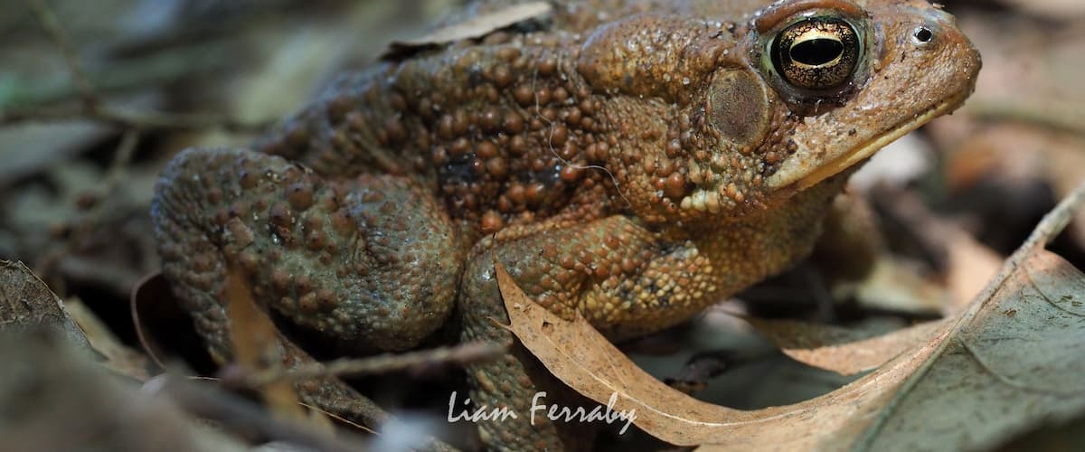 A close-up of a toad with textured skin and prominent eyes, surrounded by dry leaves and twigs.