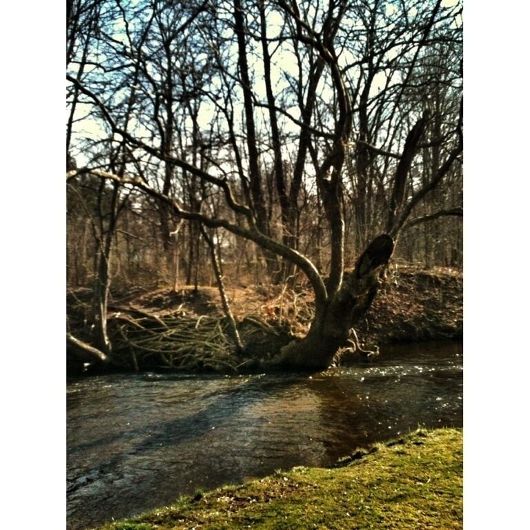 This is one of my favorite trees, even though it is dead. It was actually taller last summer so the winter must have taken a toll on it. The big lean out over the stream, the crazy exposed root system, and the steep embankment, make this an especially interesting subject. I've tried shooting it at all times of day and year but could never get a decent shot of it because of the complex lighting situation in this little spot, my iPhone 3GS just doesn't process it well. Here's my best attempt, though looking at the photo now I realize its a bit priapic. Even so, hope you enjoy it as well...
#treetrove