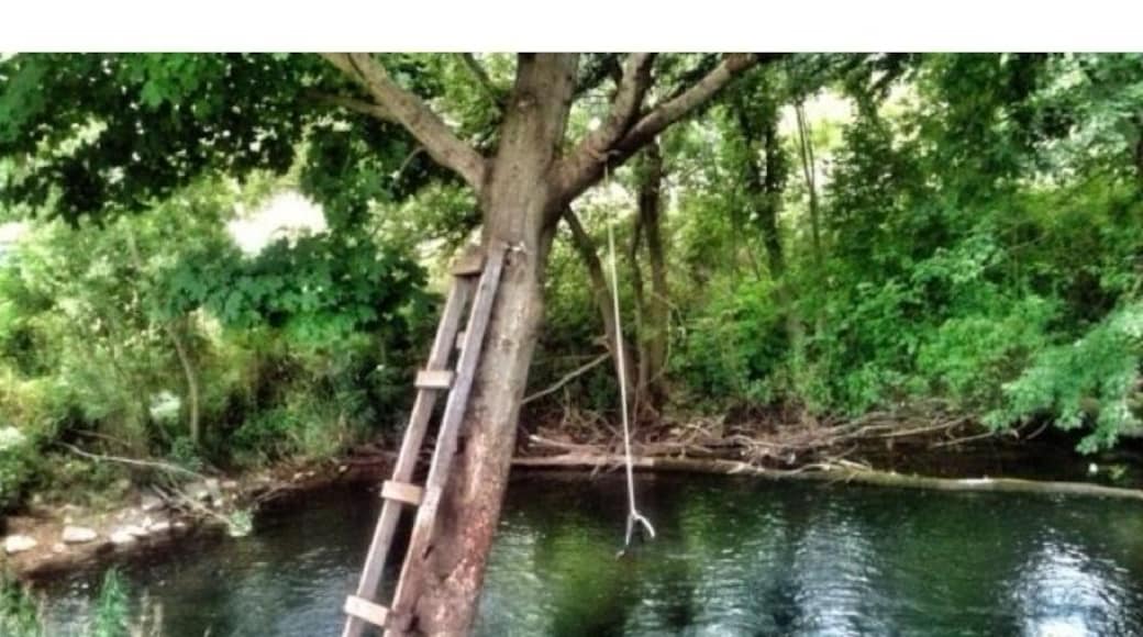 Some trees just lend themselves to more fun than others!
#treetrove