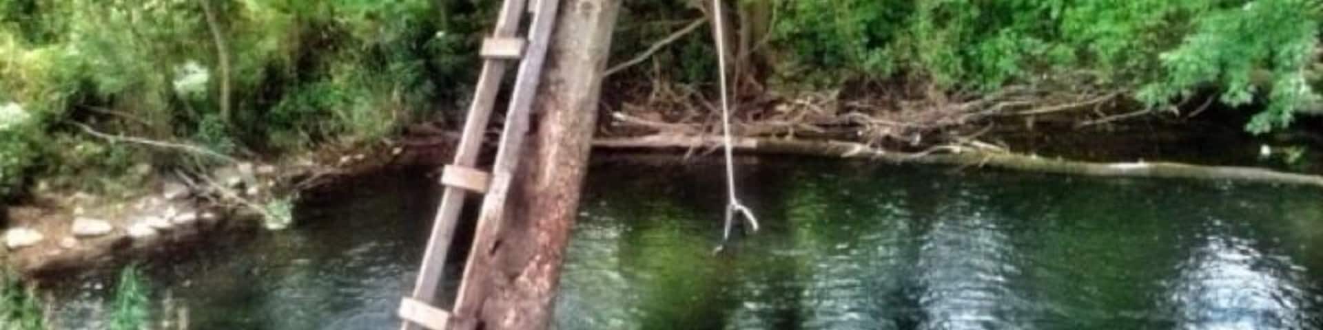 Some trees just lend themselves to more fun than others!
#treetrove