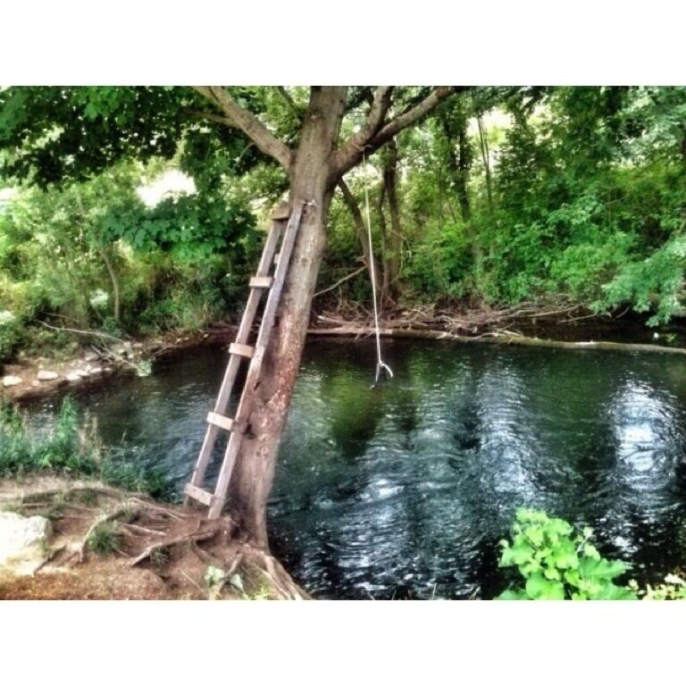 A wooden ladder leaning against a tree by a calm river surrounded by dense greenery.