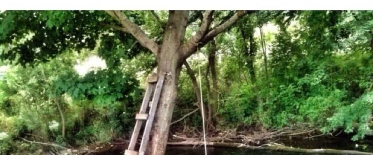 A wooden ladder leaning against a tree by a calm river surrounded by dense greenery.