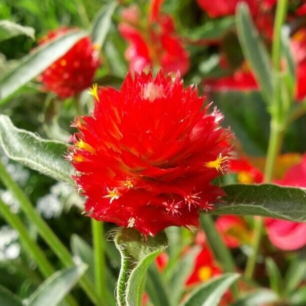 Gomphrena Forest Red - new for 2014.