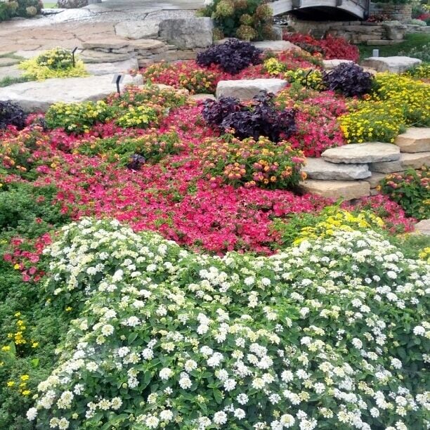 The display gardens at Four Star Greenhouses are free and open to the public and available to rent out for weddings.