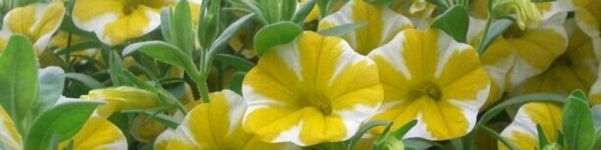 Superbells Lemon Slice. (New for 2013)