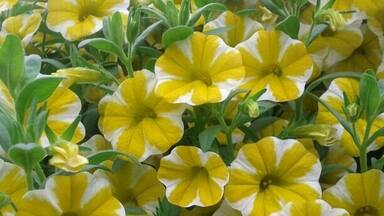 Superbells Lemon Slice. (New for 2013)