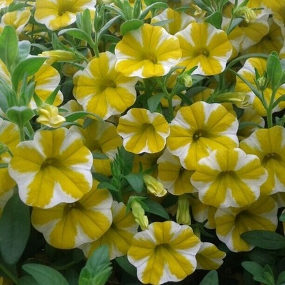 Superbells Lemon Slice. (New for 2013)