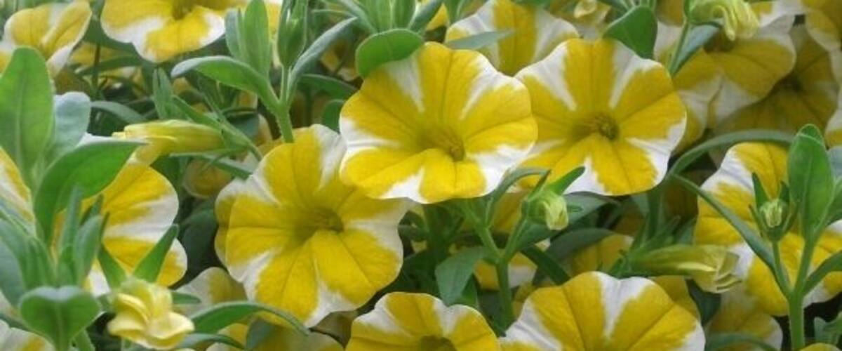 A dense cluster of yellow and white flowers, likely petunias, with green foliage in the background.
