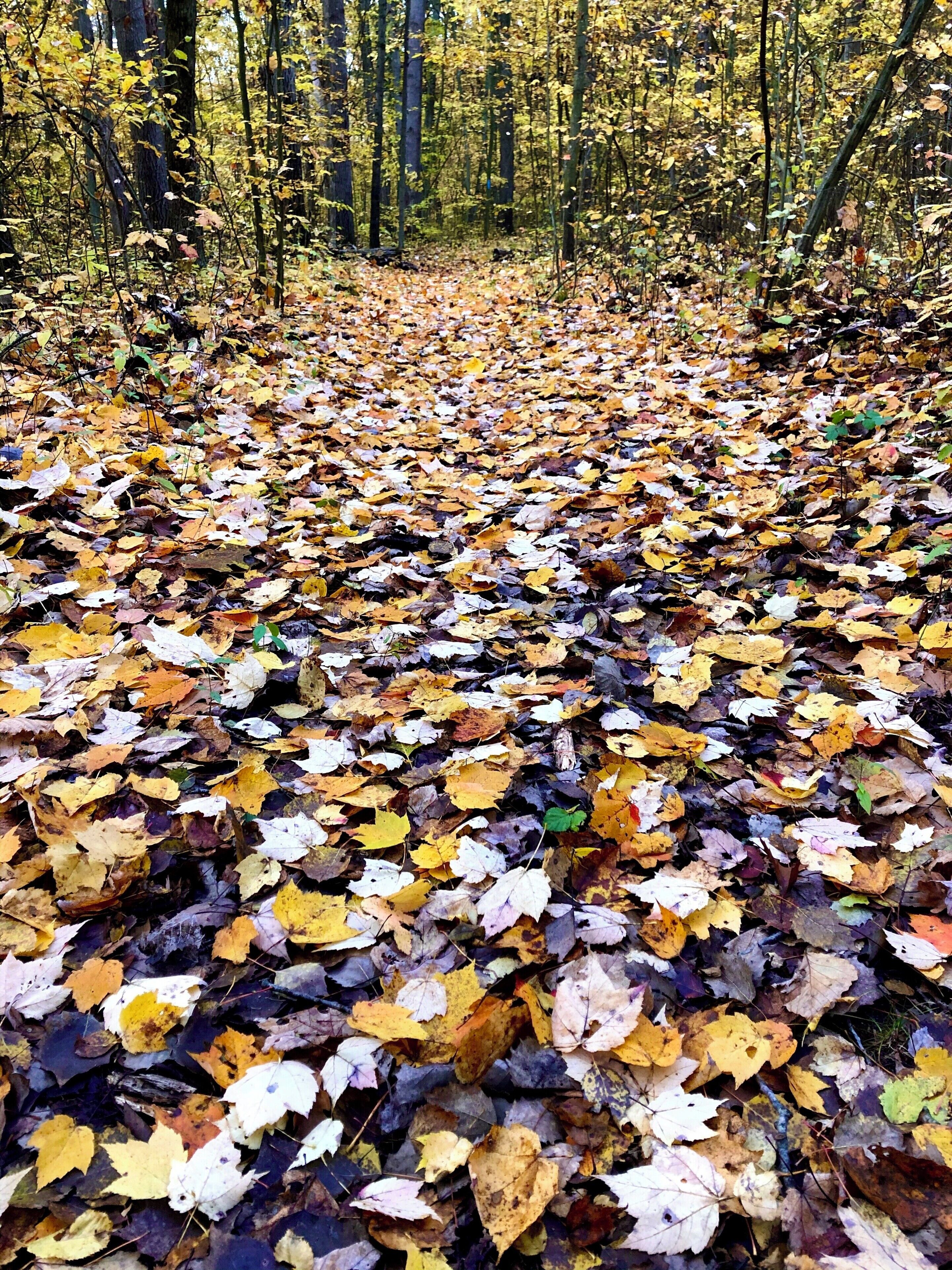 A forest floor covered with yellow and brown autumn leaves.