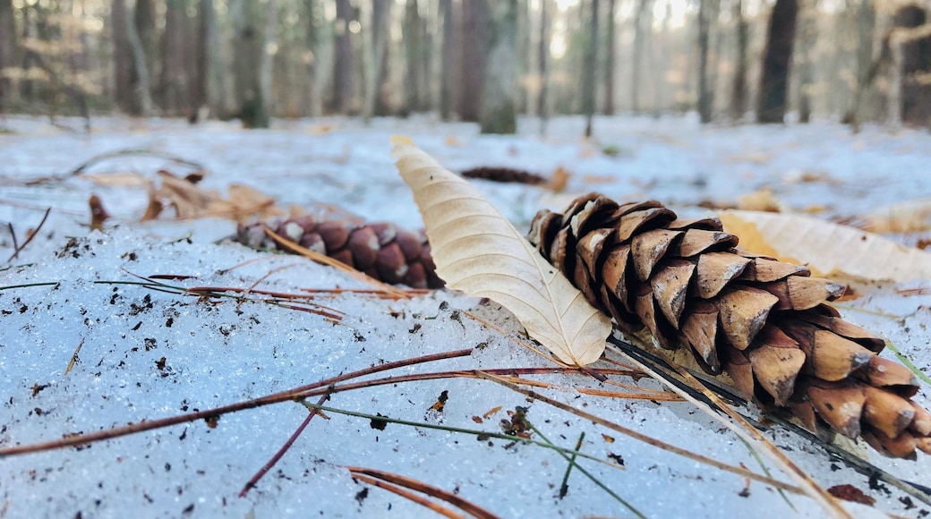 Winter hike on the North Country Trail.