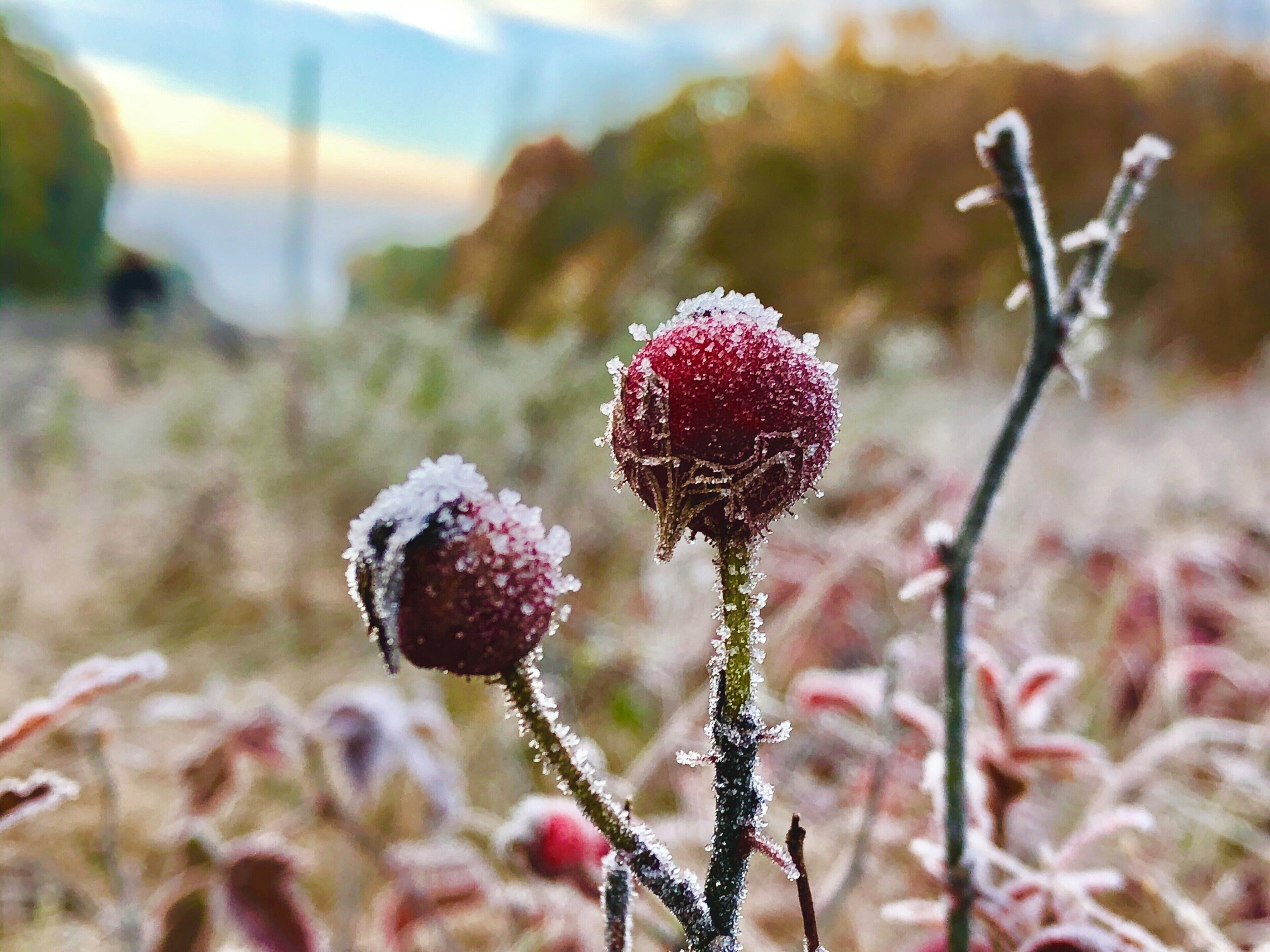 Beautiful fall morning on the hiking trail! 32 degree frost with a bright sun coming up.