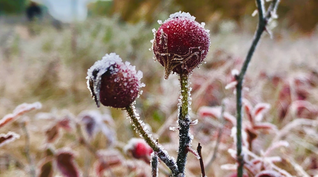 Beautiful fall morning on the hiking trail! 32 degree frost with a bright sun coming up.