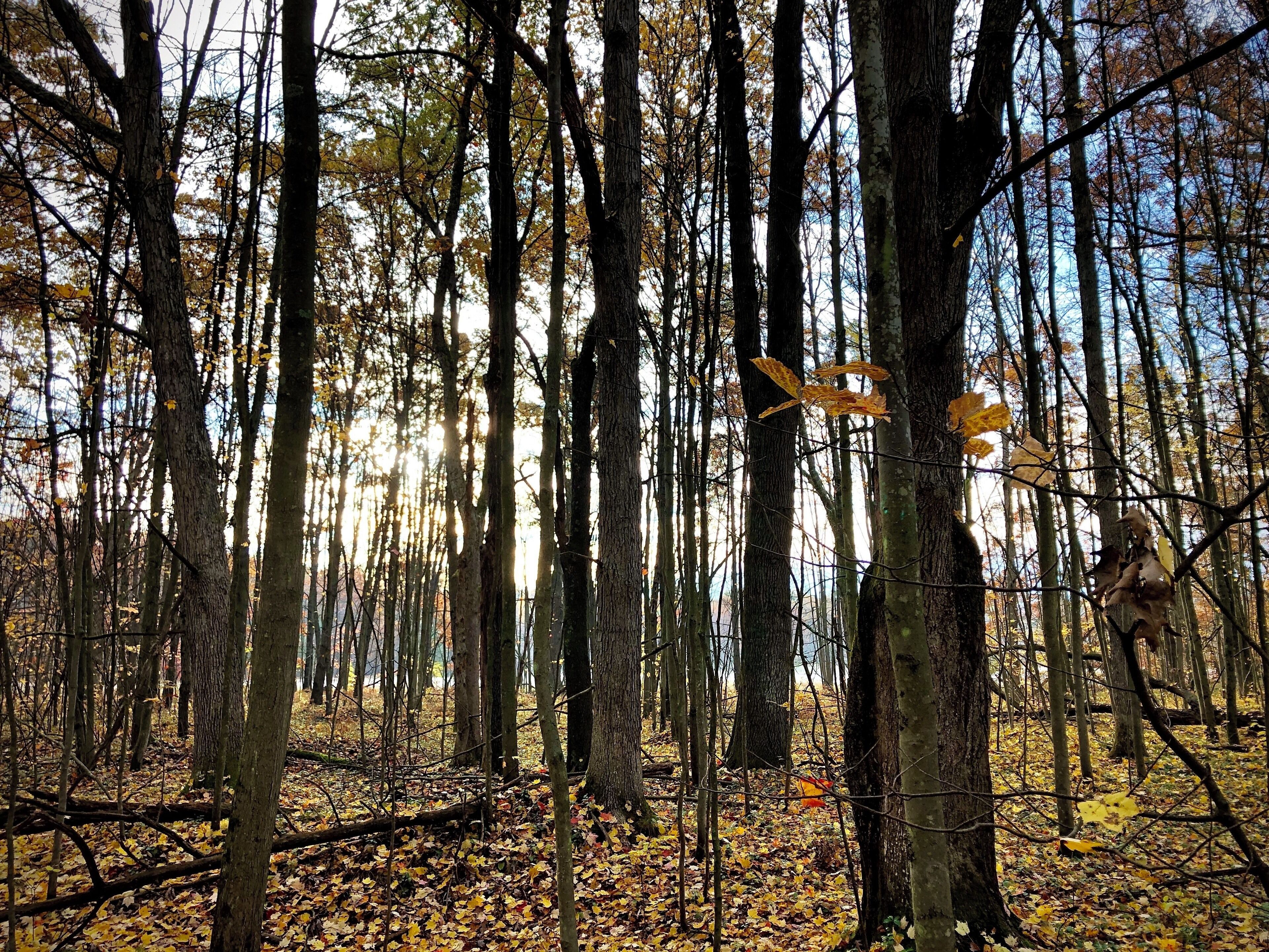 Forest shedding it’s shade