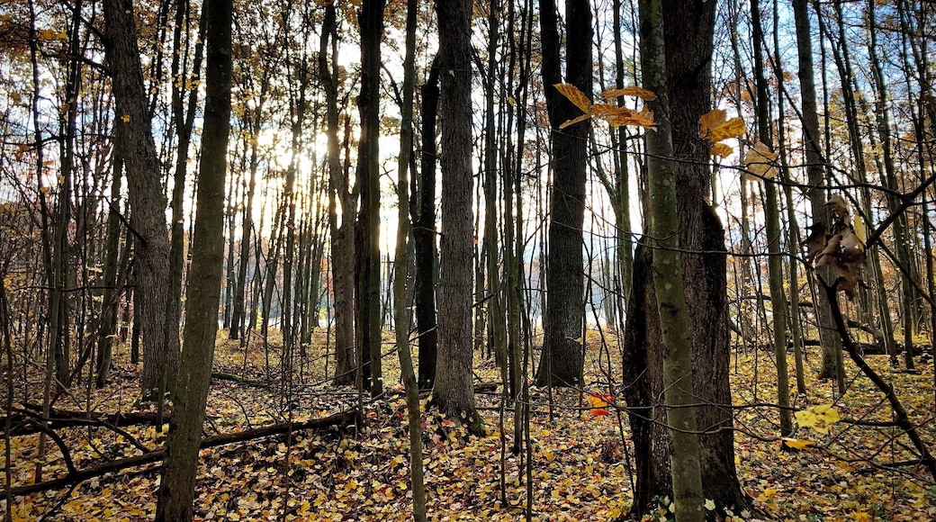 Forest shedding itâs shade