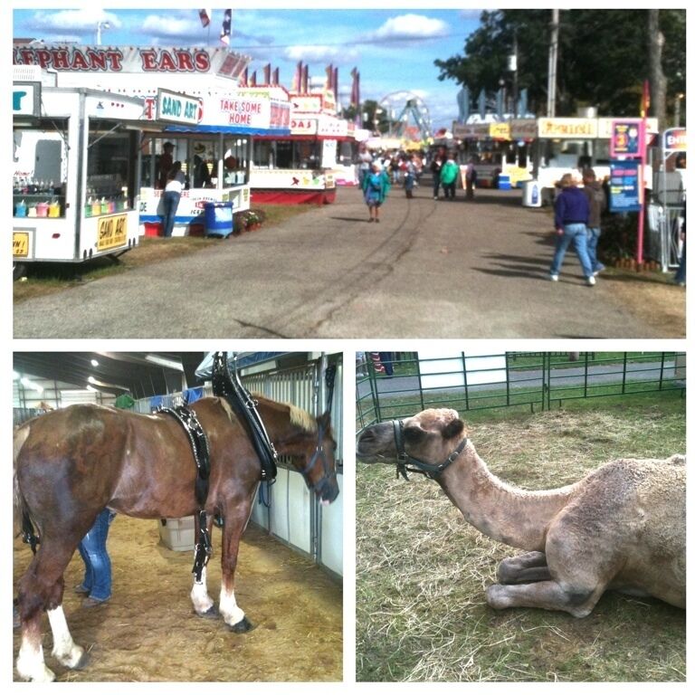 Started in 1851, the St. Joseph County Grange Fair has grown to become one of the premier fairs in the State of Michigan. The fair features major grandstand events, 4-H and grange exhibits and shows, and a variety of other activities and events on the 150 acre fairgrounds.  The St. Joseph County Fairgrounds are also home to Antiques and Collectibles Markets and other events throughout the year.  Visit the St. Joseph County Grange Fair website for more information on the fair and the schedule of events.      
http://www.centrevillefair.info/

St. Joseph County Grange Fair Fairgrounds Address: 316 E. Charlotte (off M-86) Centreville, MI 49032  Mailing Address: P.O. Box 578 Centreville, MI 49032-0578  Phone: (269) 467-8935 Fax: (269) 467-7036

#Fair #Grange #Midway #CountyFair #4H #Carnival #Michigan #PureMichigan #Kidsfun