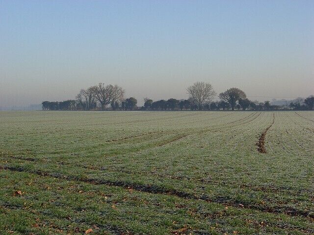 Farmland, Waltham St Lawrence A cereal crop beside the footpath to Pitlands Farm. Last year oil-seed rape had been grown in this field.