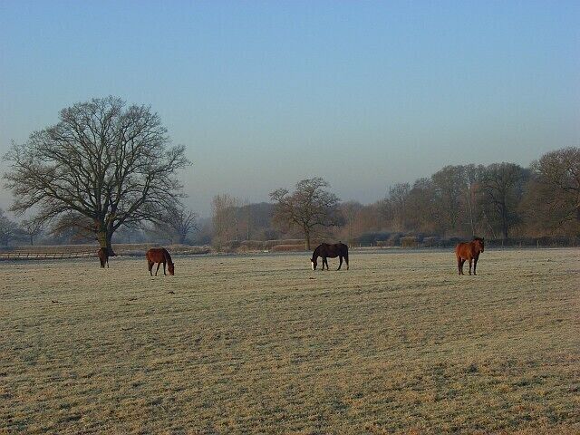 Horses, Waltham St Lawrence From beside the B3024 just west of Nut Lane.