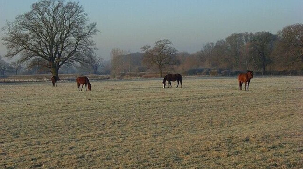 Horses, Waltham St Lawrence From beside the B3024 just west of Nut Lane.