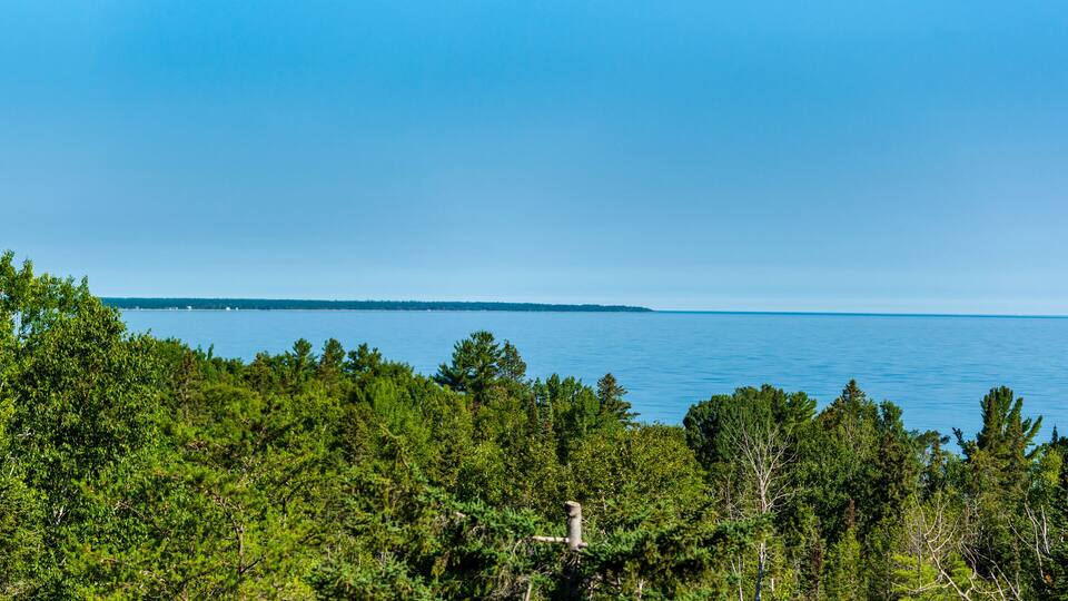 A coastal forest with dense green trees and a clear blue sky.