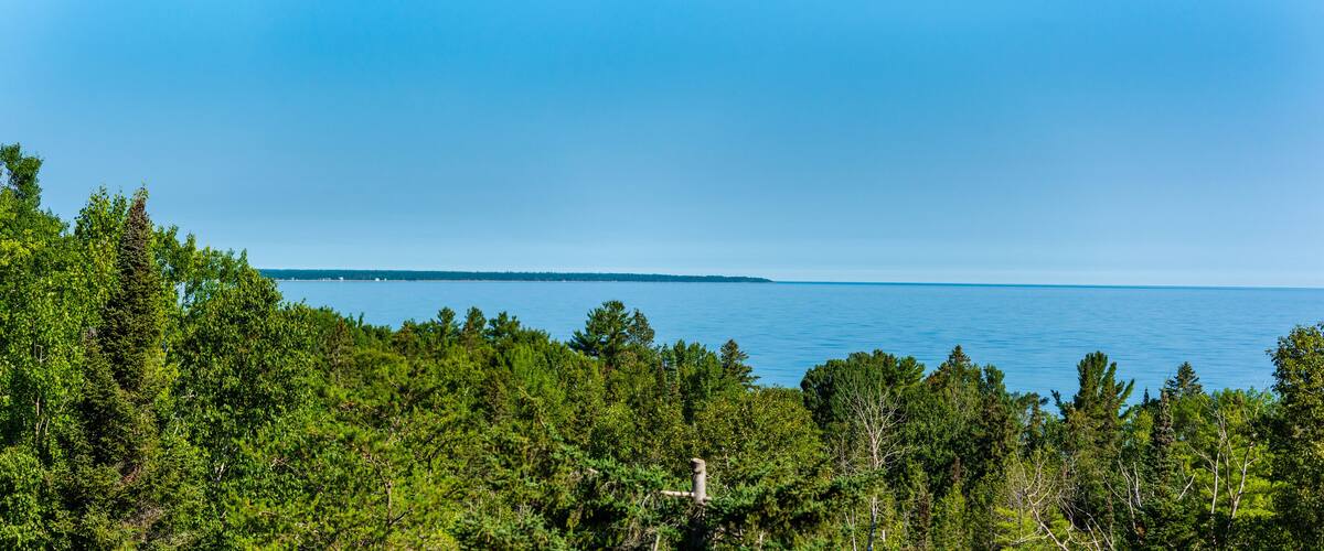 A coastal forest with dense green trees and a clear blue sky.