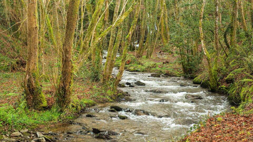 A flowing river through a forest with moss-covered trees and rocks.