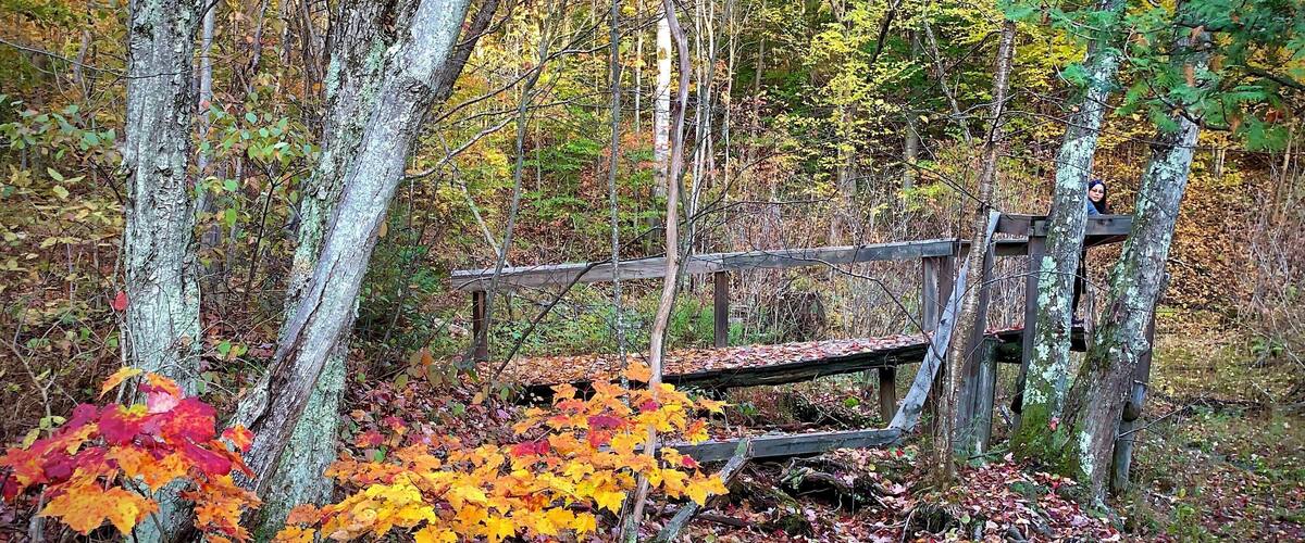 A wooden bench in a forest with autumn leaves.