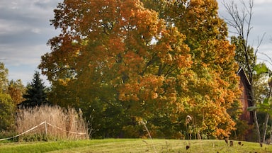 A field with a large tree displaying autumn foliage, a wooden structure, and a cloudy sky.
