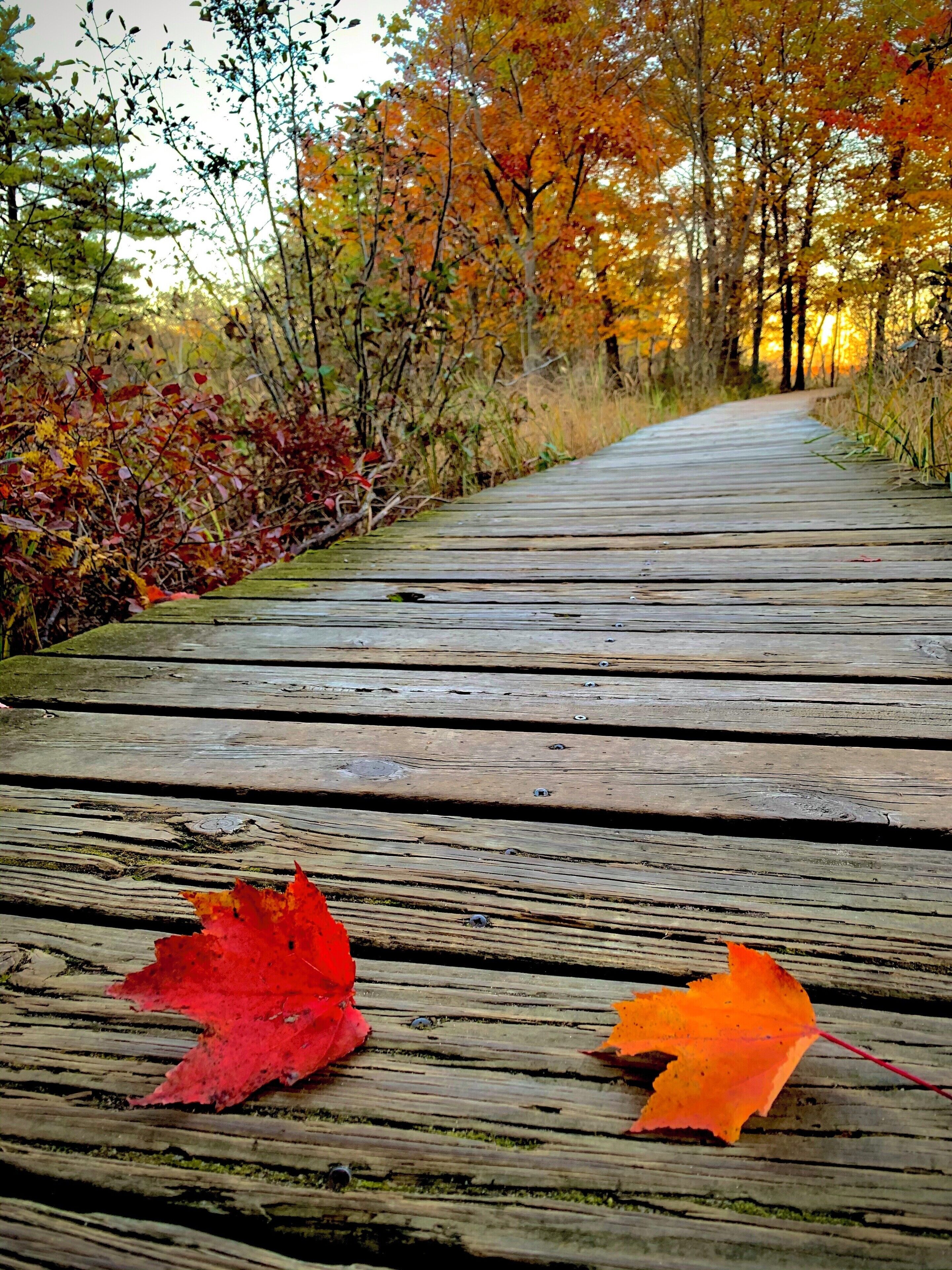 Lost Lake boardwalk