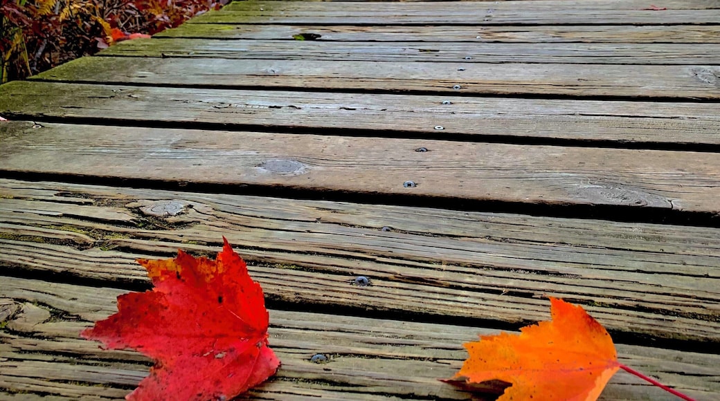 Lost Lake boardwalk