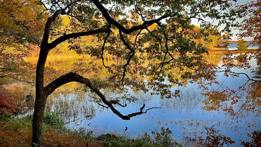 Nice colorful pond