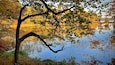 Een boom met herfstbladeren die zich weerspiegelen in een rustig wateroppervlak.