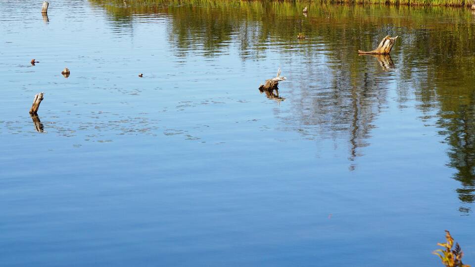 A calm lake surrounded by dense forest and tall grasses.