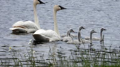 A beautiful swan family on the Au Sable River near Glennie, Michigan. This photo was taken in June 2019 -- later in the Spring!