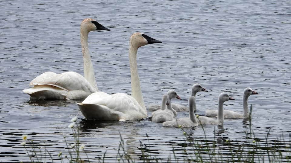 A group of swans swimming in a calm body of water.