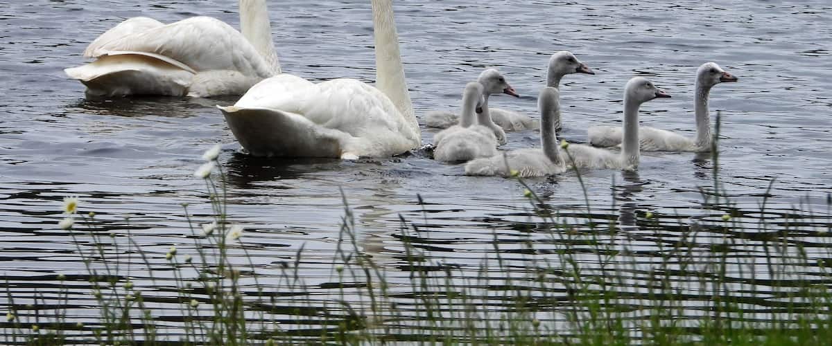 A group of swans swimming in a calm body of water.