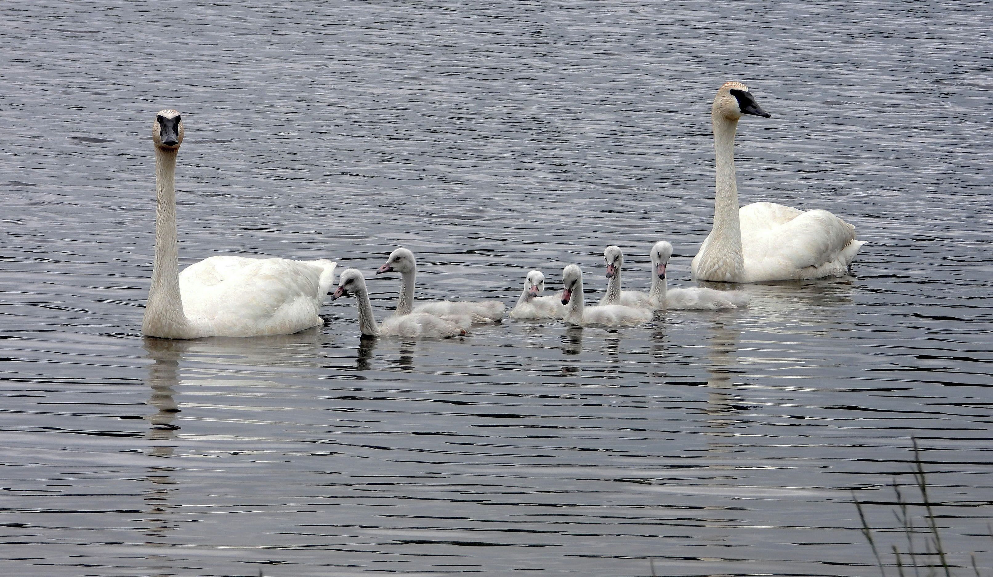 A trumpeter swan family on the Au Sable River, Michigan.